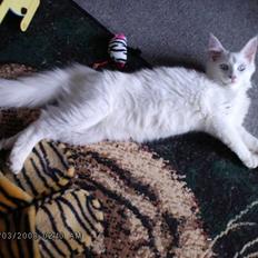 Maine Coon Dk Aquacoon´s Xeo