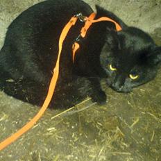 Blanding af racer † Emily †