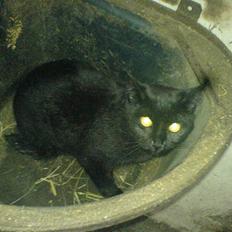 Blanding af racer † Emily †