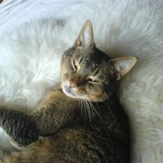 Blanding af racer Line 