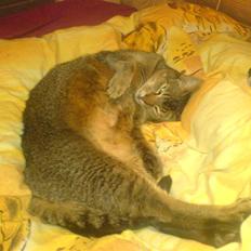 Blanding af racer Line 