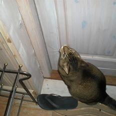 Blanding af racer Buzz 