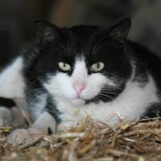 Huskat Charlie R.I.P