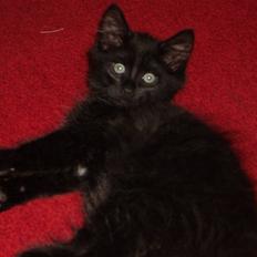 Blanding af racer Balou