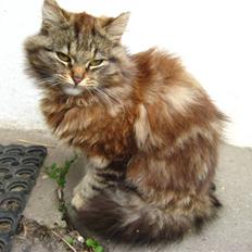 Norsk Skovkat Proptræk