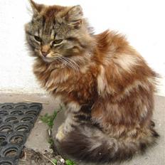 Norsk Skovkat Proptræk