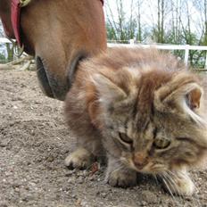 Norsk Skovkat Proptræk