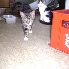 Huskat ingen i nu SOLGT