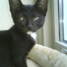 Blanding af racer Elvis