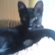 Blanding af racer Elvis