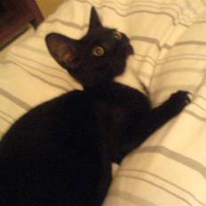 Blanding af racer Elvis