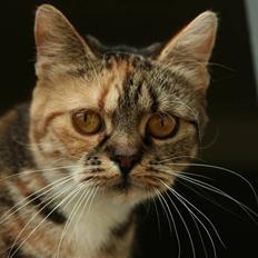 Blanding af racer Bonni