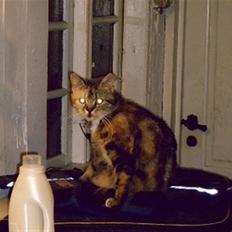 Blanding af racer Bonni