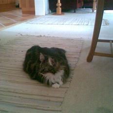 Norsk Skovkat jasmin