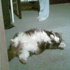 Norsk Skovkat jasmin