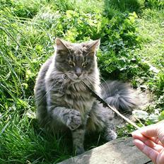 Maine Coon Corona aka Cassi