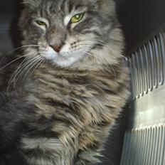 Maine Coon Corona aka Cassi