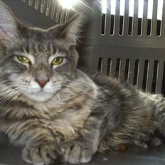 Maine Coon Corona aka Cassi