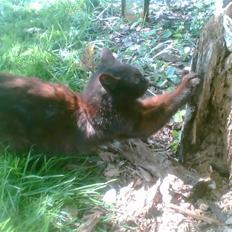 Blanding af racer oline