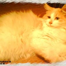 Norsk Skovkat cormats pipi