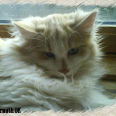 Norsk Skovkat cormats pipi