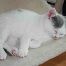 British Shorthair Kuzco