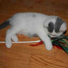 British Shorthair Kuzco