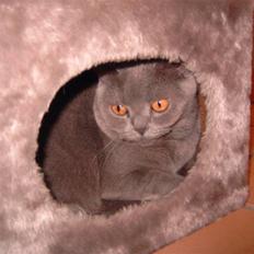 British Shorthair Zenia <3