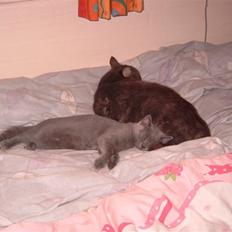 British Shorthair Zenia <3