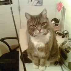 Blanding af racer Oliver <3 R.I.P