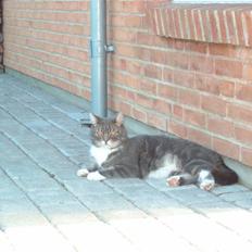 Blanding af racer Oliver <3 R.I.P