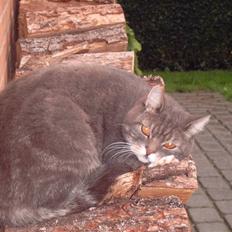 Blanding af racer Oliver <3 R.I.P