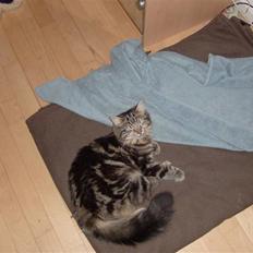 Norsk Skovkat sascha