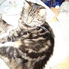 Norsk Skovkat sascha