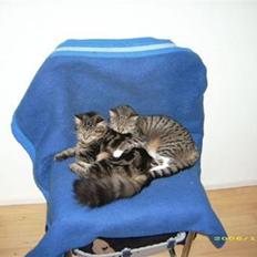 Norsk Skovkat sascha