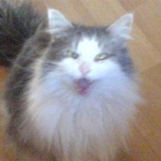 Maine Coon Fanta (Død i 2007)