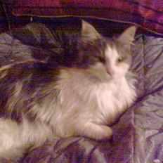 Maine Coon Fanta (Død i 2007)