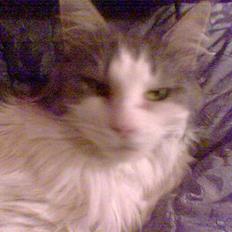 Maine Coon Fanta (Død i 2007)