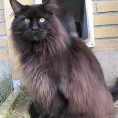 Maine Coon Micharlo's Milas
