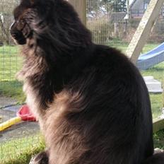 Maine Coon Micharlo's Milas