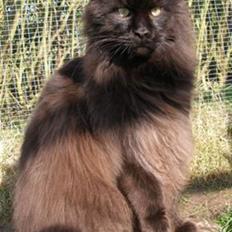 Maine Coon Micharlo's Milas