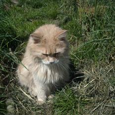 Maine Coon DK Nakipa`s Obsession