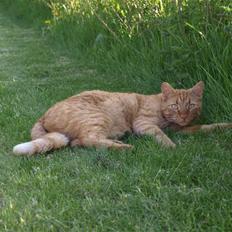 Huskat Pjevs <3 Frejas Bror