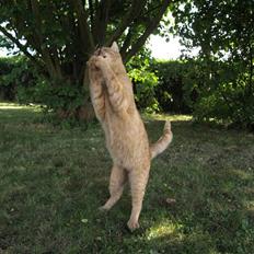 Huskat Pjevs <3 Frejas Bror