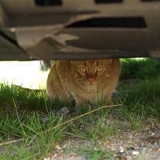 Huskat Pjevs <3 Frejas Bror