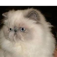 Colorpoint Cha-mamitosu Cleopratra (RIP)