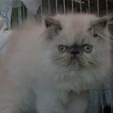 Colorpoint Cha-mamitosu Cleopratra (RIP)