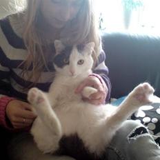 Blanding af racer carlos