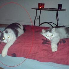 Blanding af racer carlos