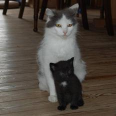 Blanding af racer Greesley